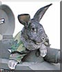 Sherman the Flemish Giant