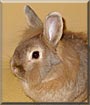Ricky the Lionhead Rabbit