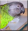 Sweetpepper the Senegal Parrot