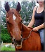 Marquis the Quarter horse