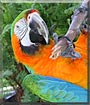 Rainbow the Harlequin Macaw