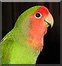 Kiwi the Lovebird