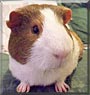 Rocky the Guinea Pig