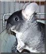 Zavia the Chinchilla