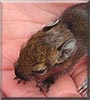 Dani the Degu