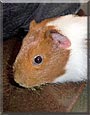Sarah the Guinea pig