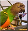 Kiddo the Senegal Parrot
