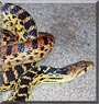 Sunflower the Gopher Snake