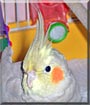 Kacey the Cinnamon Cockatiel