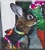 Bun Bun the Miniature Rex Rabbit