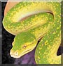 Munch the Green tree python