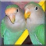 Tweety, Squeeky the Peachfaced Lovebirds