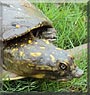 Squirtle the Mud Turtle