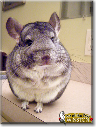 Winston, the Pet of the Day Winston, the Pet of the Day