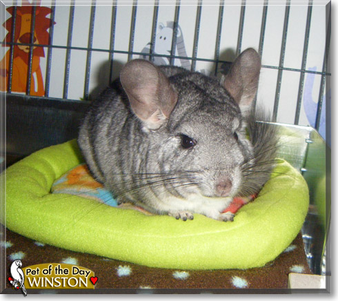 Winston, the Pet of the Day Winston, the Pet of the Day