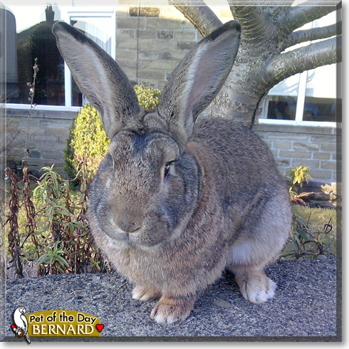 Bernard, the Pet of the Day