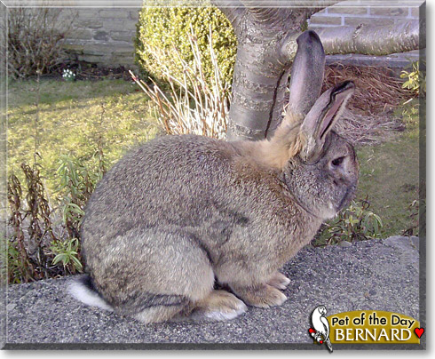 Bernard, the Pet of the Day Bernard, the Pet of the Day
