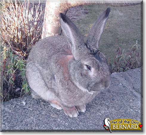Bernard, the Pet of the Day Bernard, the Pet of the Day