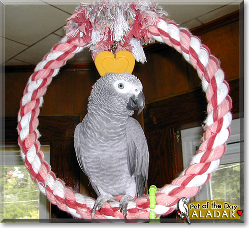 Aladar, the Pet of the Day Aladar, the Pet of the Day