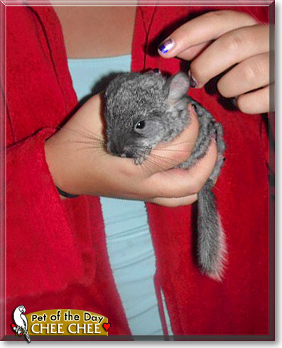 Chee Chee, the Pet of the Day Chee Chee, the Pet of the Day