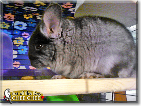 Chee Chee, the Pet of the Day Chee Chee, the Pet of the Day