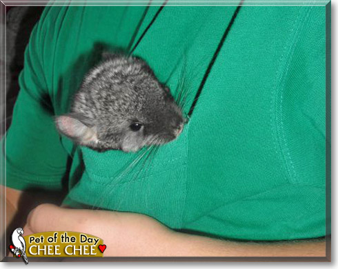 Chee Chee, the Pet of the Day Chee Chee, the Pet of the Day