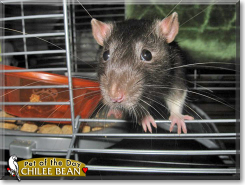 Chilee Bean, the Pet of the Day Chilee Bean, the Pet of the Day