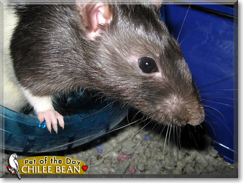 Chilee Bean, the Pet of the Day Chilee Bean, the Pet of the Day