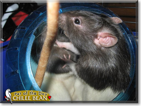 Chilee Bean, the Pet of the Day Chilee Bean, the Pet of the Day