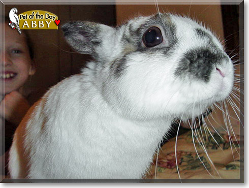 Abby, the Pet of the Day Abby, the Pet of the Day