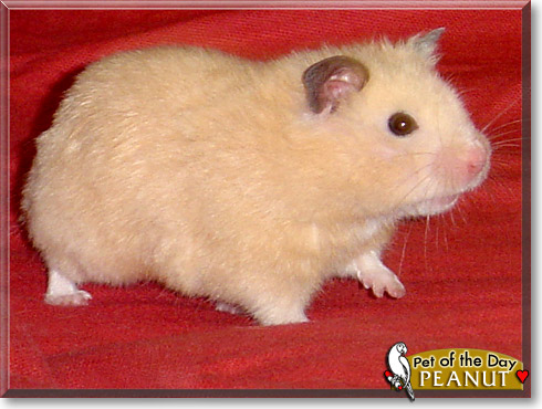 Peanut, the Pet of the Day Peanut, the Pet of the Day