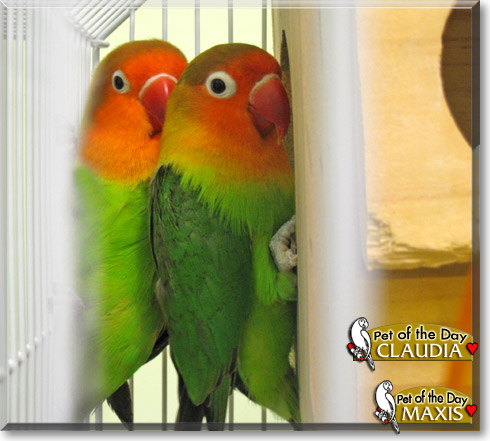 Claudia, Maxis, the Pet of the Day Claudia, Maxis, the Pet of the Day