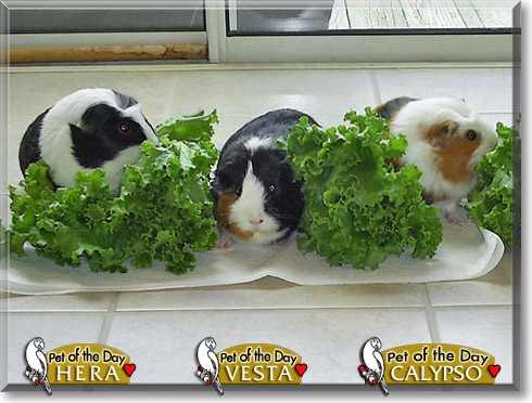 Hera, Vesta, and Calypso, the Pet of the Day Hera, Vesta, and Calypso, the Pet of the Day