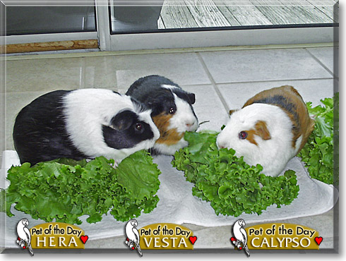 Hera, Vesta, and Calypso, the Pet of the Day Hera, Vesta, and Calypso, the Pet of the Day