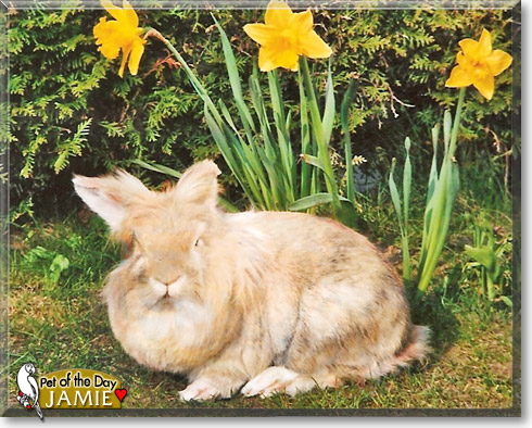 Jamie, the Pet of the Day