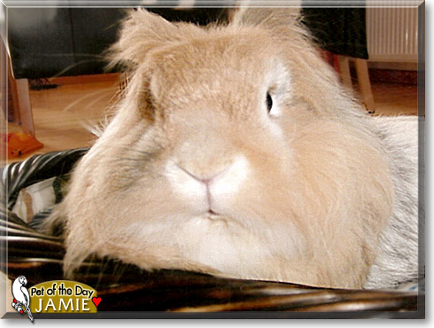 Jamie, the Pet of the Day Jamie, the Pet of the Day