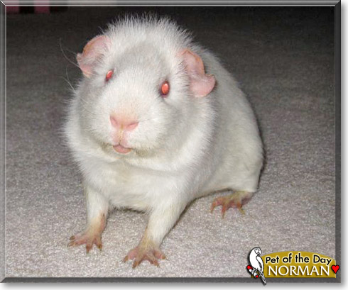 Norman, the Pet of the Day Norman, the Pet of the Day