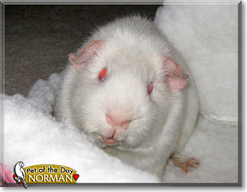 Norman, the Pet of the Day Norman, the Pet of the Day
