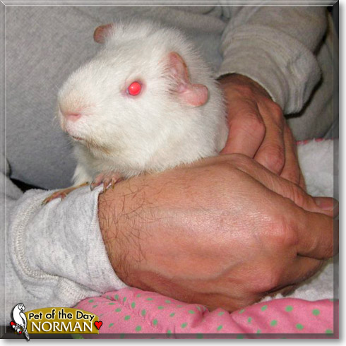 Norman, the Pet of the Day Norman, the Pet of the Day