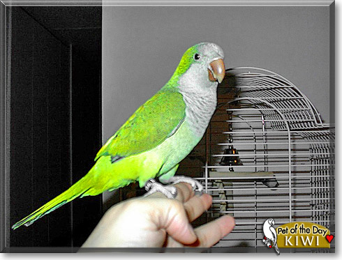 Kiwi, the Pet of the Day Kiwi, the Pet of the Day
