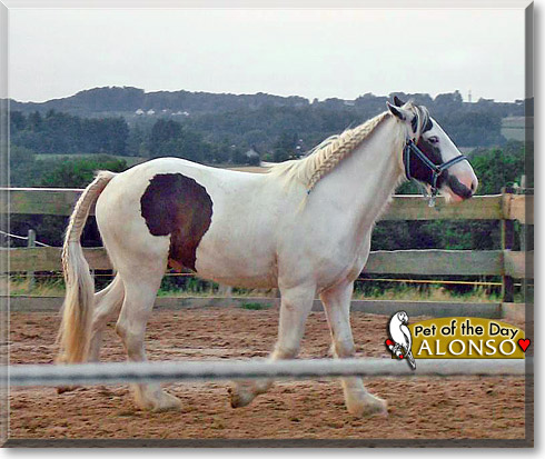 Alonso, the Pet of the Day