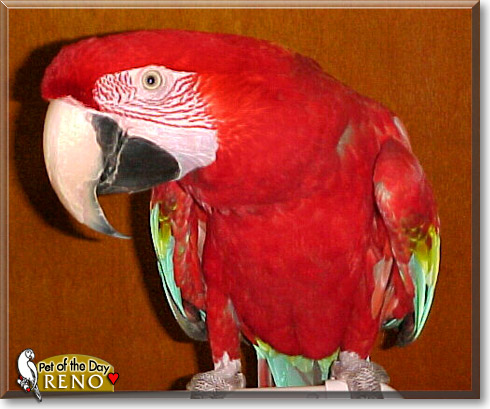 Reno, the Pet of the Day