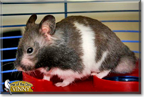 Vinny, the Pet of the Day Vinny, the Pet of the Day