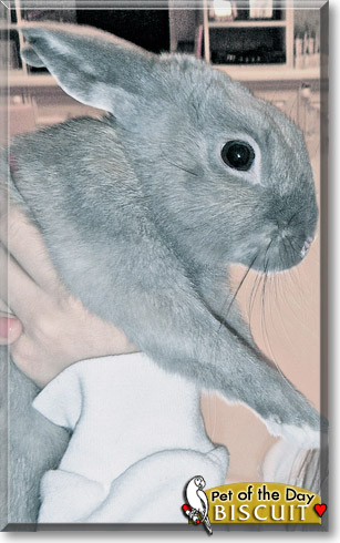 Biscuit, the Pet of the Day Biscuit, the Pet of the Day