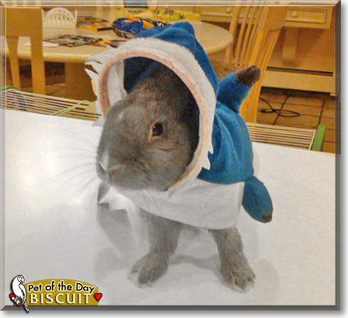 Biscuit, the Pet of the Day Biscuit, the Pet of the Day