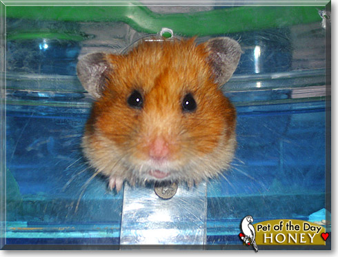 Honey, the Pet of the Day