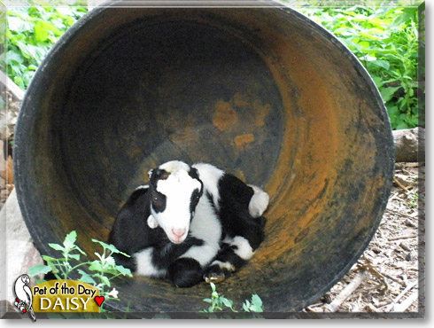 Daisy Moo, the Pet of the Day