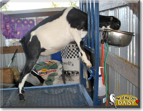 Daisy Moo, the Pet of the Day