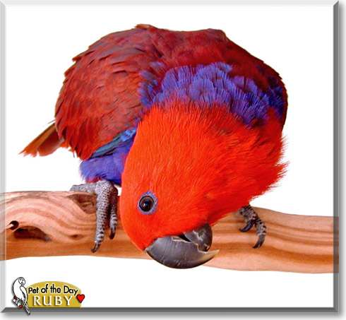 Ruby, the Pet of the Day Ruby, the Pet of the Day