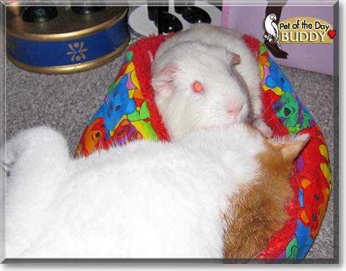 Buddy, the Pet of the Day Buddy, the Pet of the Day